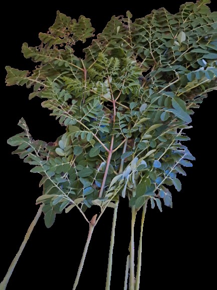 moringa